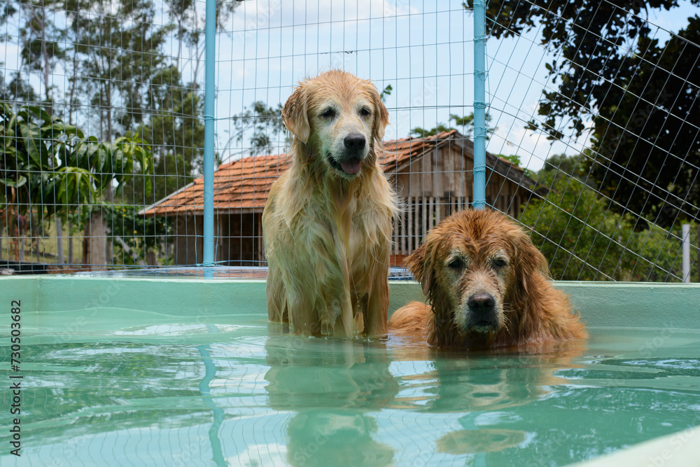 Um cachorro macho e uma cachorra fêmea da raça golden retriever brincada e nadando numa piscina verde. A golden retriever de pelo claro gosta de saltar e pegar o brinquedo. Um cachorro macho e uma cachorra fêmea da raça golden retriever brincada e nadando numa piscina verde. A golden retriever de pelo claro gosta de saltar e pegar o brinquedo.