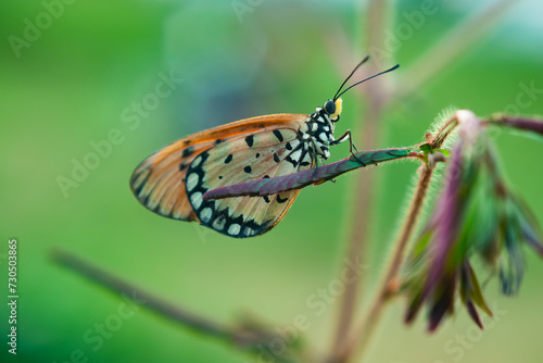 An Orange Butterfly Acraea terpsicore © Bangmunce