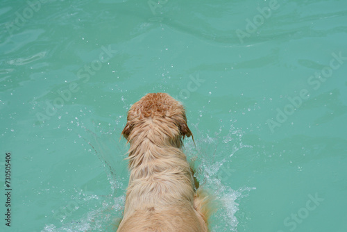 Um cachorro macho e uma cachorra fêmea da raça golden retriever brincada e nadando numa piscina verde. A golden retriever de pelo claro gosta de saltar e pegar o brinquedo. photo