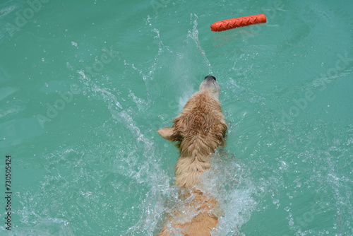 Um cachorro macho e uma cachorra fêmea da raça golden retriever brincada e nadando numa piscina verde. A golden retriever de pelo claro gosta de saltar e pegar o brinquedo.