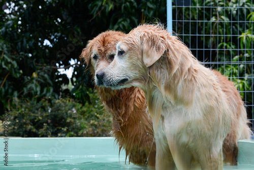 Um cachorro macho e uma cachorra fêmea da raça golden retriever brincada e nadando numa piscina verde. A golden retriever de pelo claro gosta de saltar e pegar o brinquedo. photo