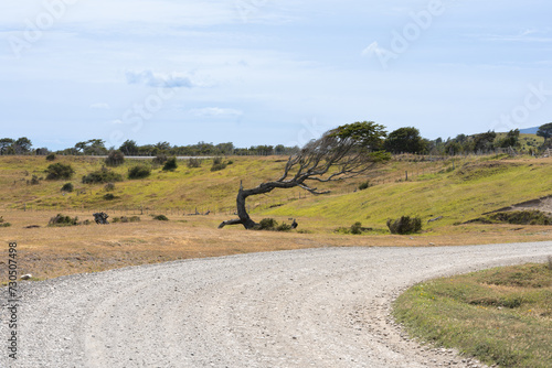tree twisted by the wind on a countryside road © ClaudioMarcelo