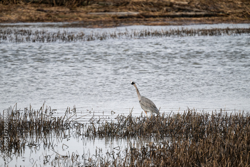 Wall Mural Great Blue Heron shaking it’s head while standing in an estuary in the Skagit Va