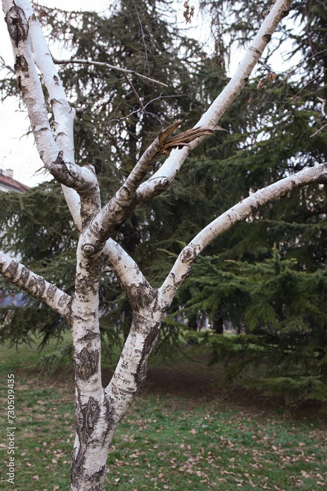 Fototapeta premium Birch tree