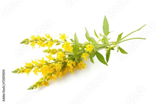 Yellow Sweet Clower Botanical name Melilotus officinalis