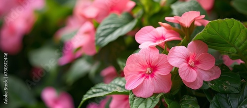 Capture the beauty of pink impatiens balsamina in the garden.