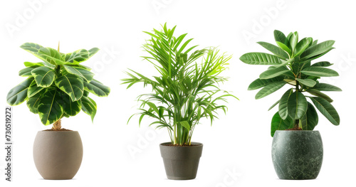 Trio of Potted Indoor Plants PNG Cutout