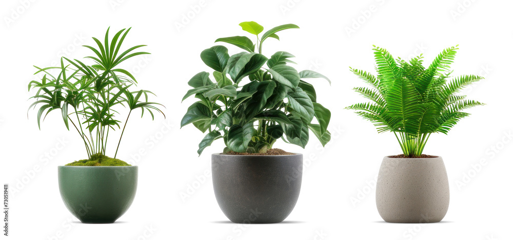 Set of Three Potted Plants PNG Cutout Set of Three Potted Plants PNG Cutout