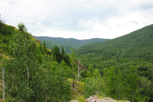 A look through the tops of birches and tall pines at a picturesque valley in the mountains overgrown with dense coniferous forest.