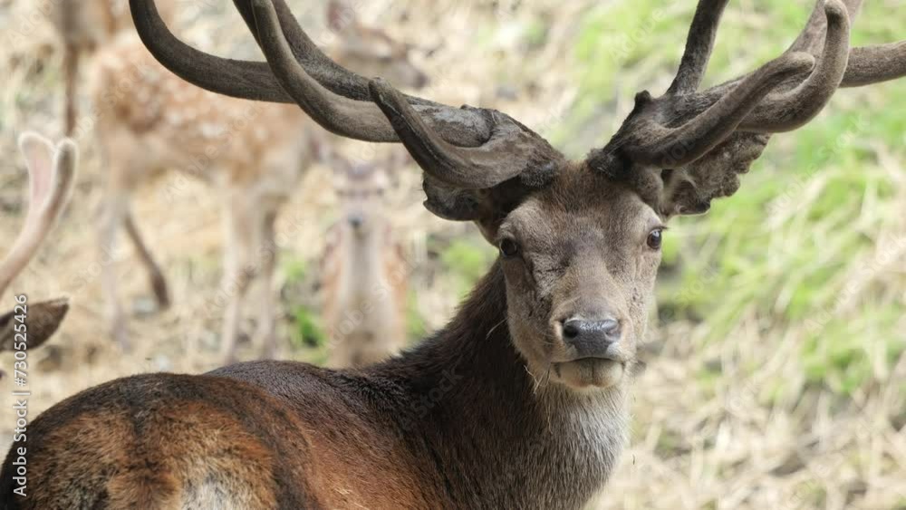 Majestic brown Fallow deer with Antlers like intricately crafted crowns Majestic brown Fallow deer with Antlers like intricately crafted crowns