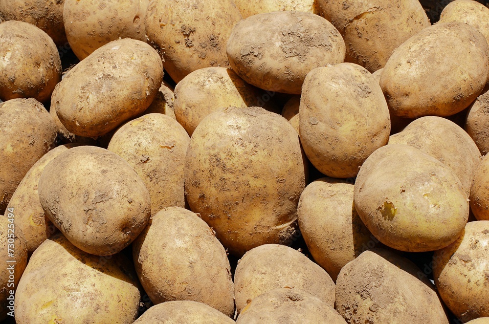 ジャガイモ（トカチコガネ）20220603