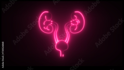 This is a renal system of neon. It produce urine. It excretes metabolic waste products from the body.