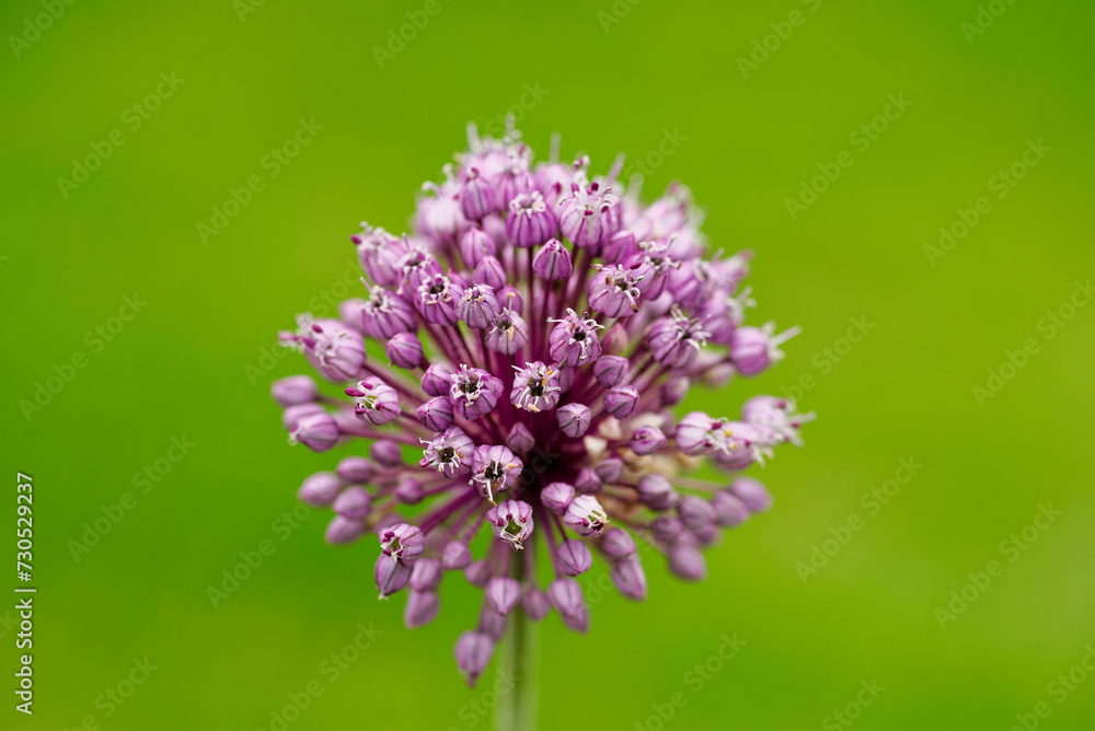 ピンク色のニンニクの花 ピンク色のニンニクの花