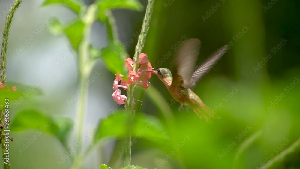 close up of green and brown Hummingbird feeding on flower in slow motion close up of green and brown Hummingbird feeding on flower in slow motion