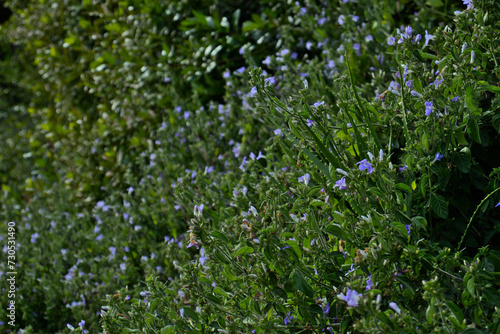 purple barleria bush