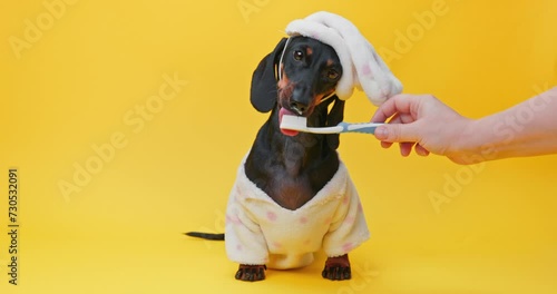 Adorable dachshund in a fluffy white bathrobe and towel turban having its teeth brushed against a bright yellow background. The owner accustoms his puppy to hygiene photo