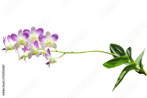 close up of purple Dendrobium Orchids Sakura flowers isolated on a transparent background
