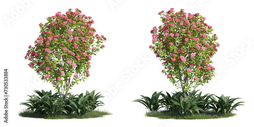 tree with red & pink flowers, 3d rendering with transparent background