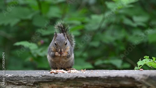 squirrel in the forest
