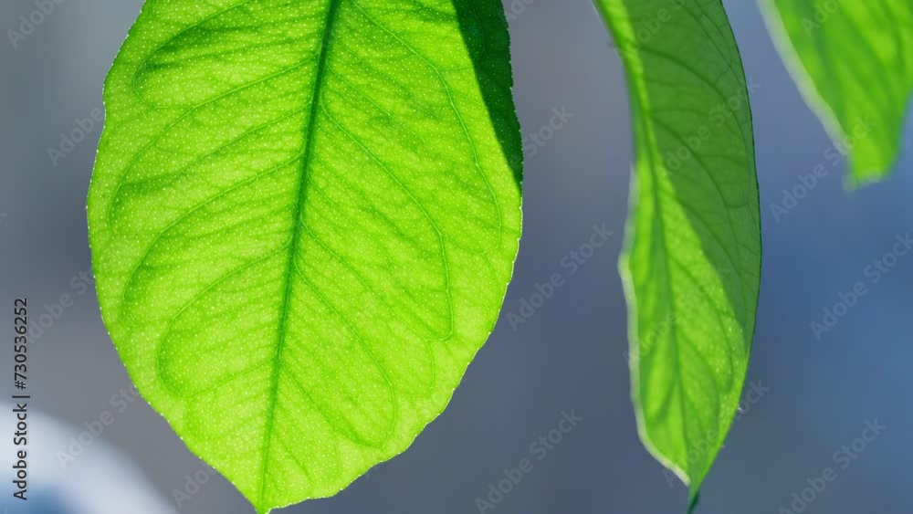 Lush green leaves with tropical feel. Water drops sitting on the foliage. Background of nature. Rain Forest wallpaper. Lush green leaves with tropical feel. Water drops sitting on the foliage. Background of nature. Rain Forest wallpaper.