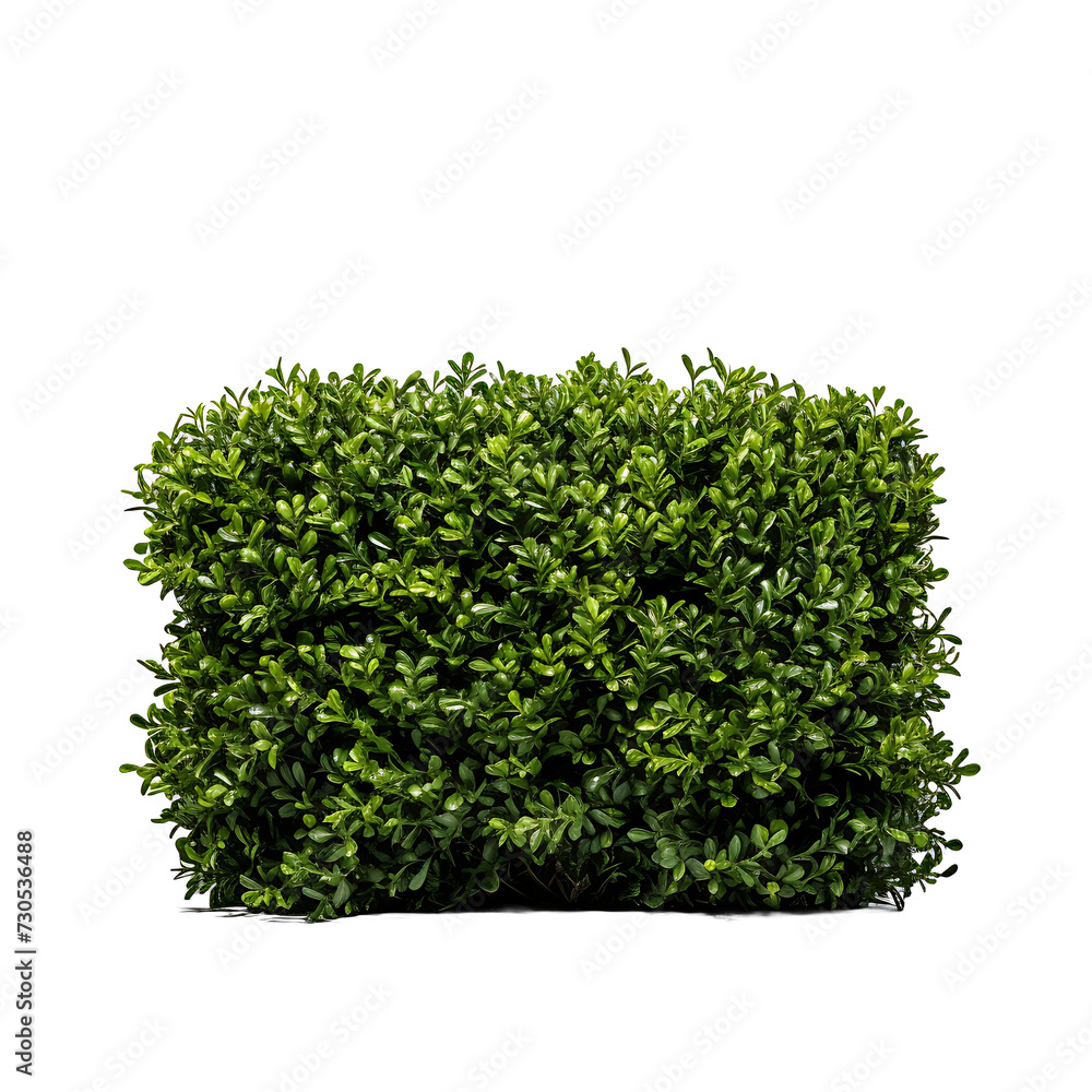 Obraz premium Wilderness Transparency, Isolated Bush on a Transparent Background