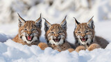 Three lynx cubs making funny faces in snow