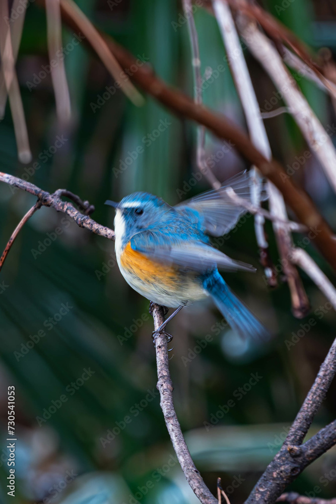 Obraz premium 冬に見られるルリビタキ