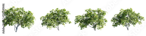 Acer palmatum tree isolate transparent background.3d rendering PNG