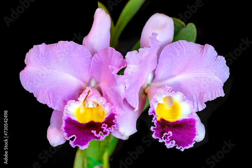 Rhyncholaeliocattleya (Rlc.) Perfect Beauty 'New Edition', a pink scented cattleya hybrid orchid.
