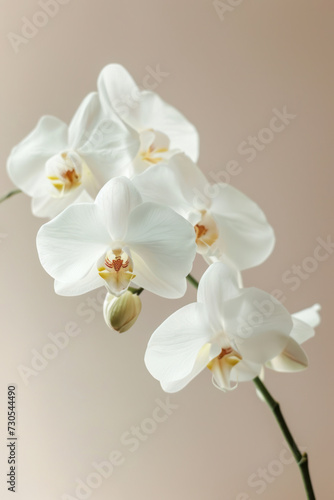 White Orchid flower soft elegant vertical background  card template