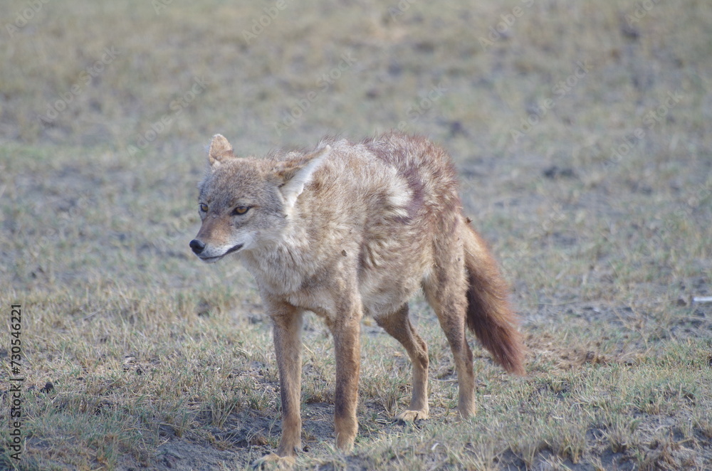 Cautious Golden Jackal (Canis Aureus) at the End of the Dry Season in October, Tanzania, East Africa, Africa Cautious Golden Jackal (Canis Aureus) at the End of the Dry Season in October, Tanzania, East Africa, Africa