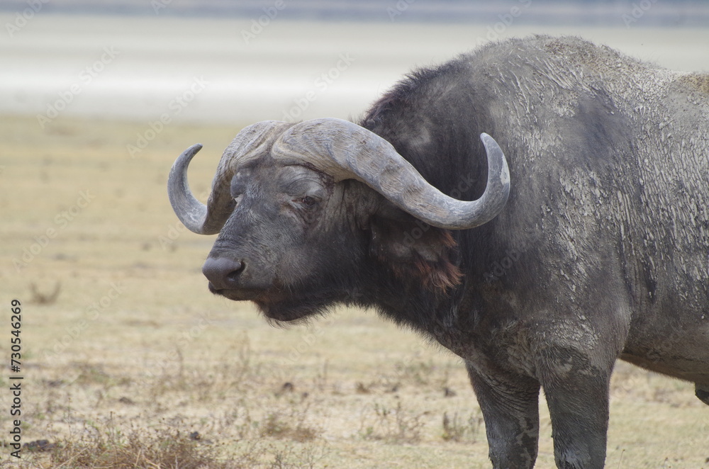 Close-Up of an African Buffalo Standing on the Grassland at the End of the Dry Season, Tanzania