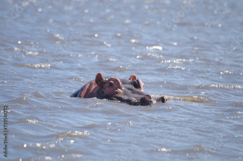 Hippopotamus Swimming in River with Head Above Water at the End of the Dry Season in October, Tanzania, Africa	