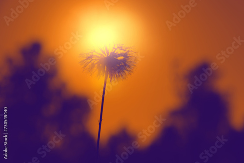 Blurred fluffy dandelion on orange sunset sky background of the setting sun. Back lit. Macro.