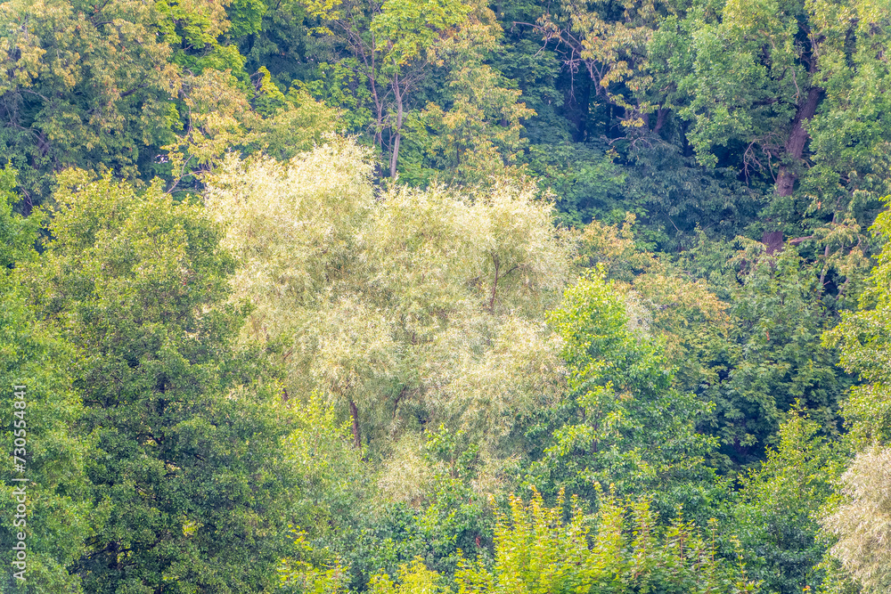 Thick green forest on the hillside. Thick green forest on the hillside.