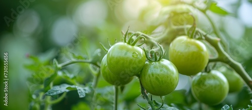 Macro close-up of green, unripe tomatoes on a garden farm branch.