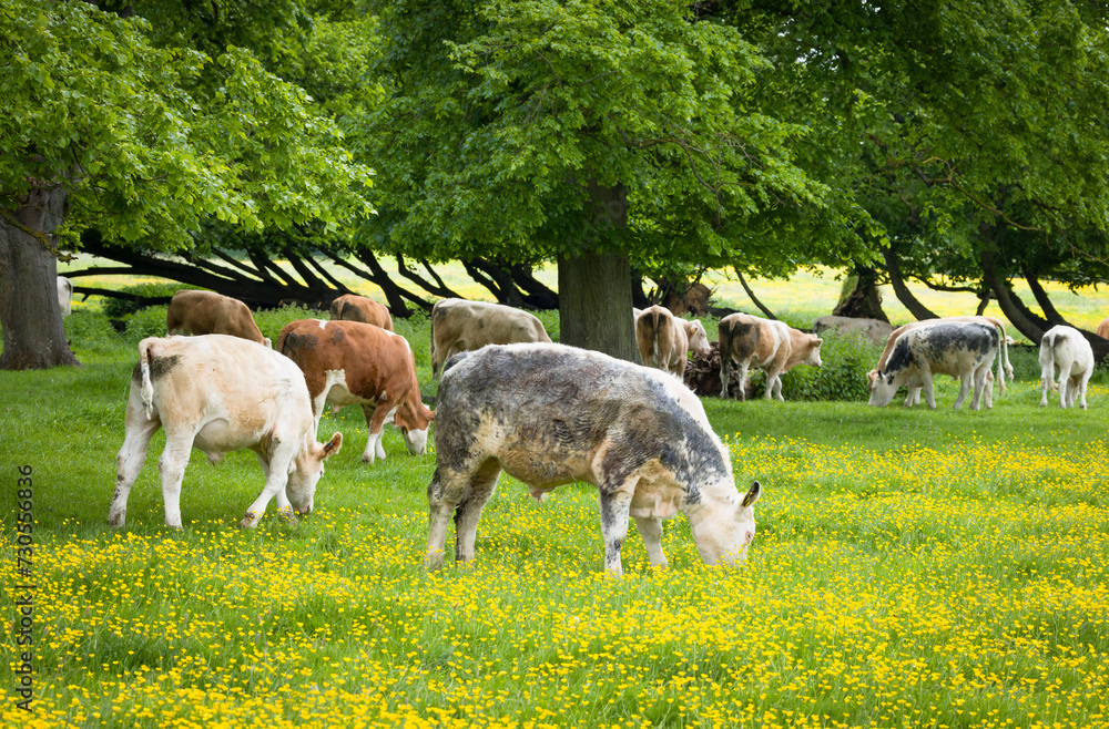 Fototapeta premium Herd of cows in a field of buttercups, Milton Keynes, UK