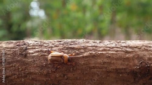 Shining leaf chafer crawling on wood