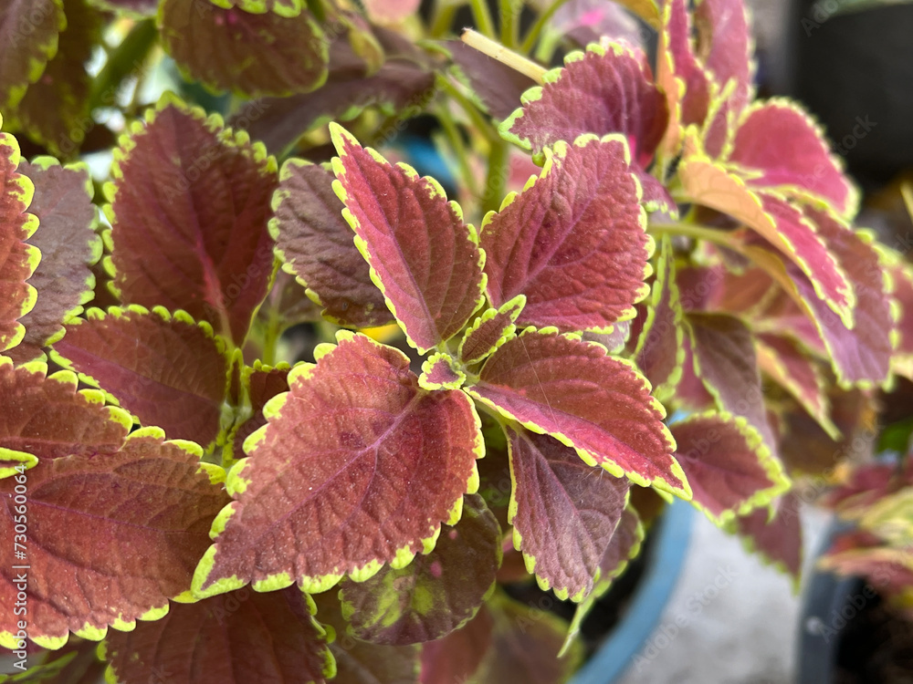 Solenostemon scutellaides plants in nature garden Solenostemon scutellaides plants in nature garden