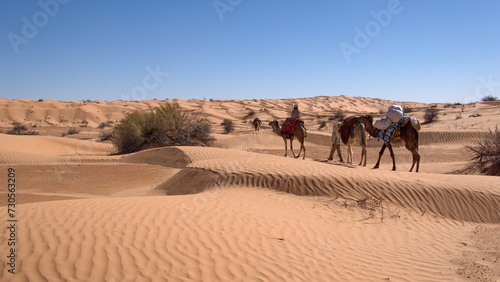 String of romedary camels (Camelus dromedarius) on a camel trek in the Sahara Desert, outside of Douz, Tunisia