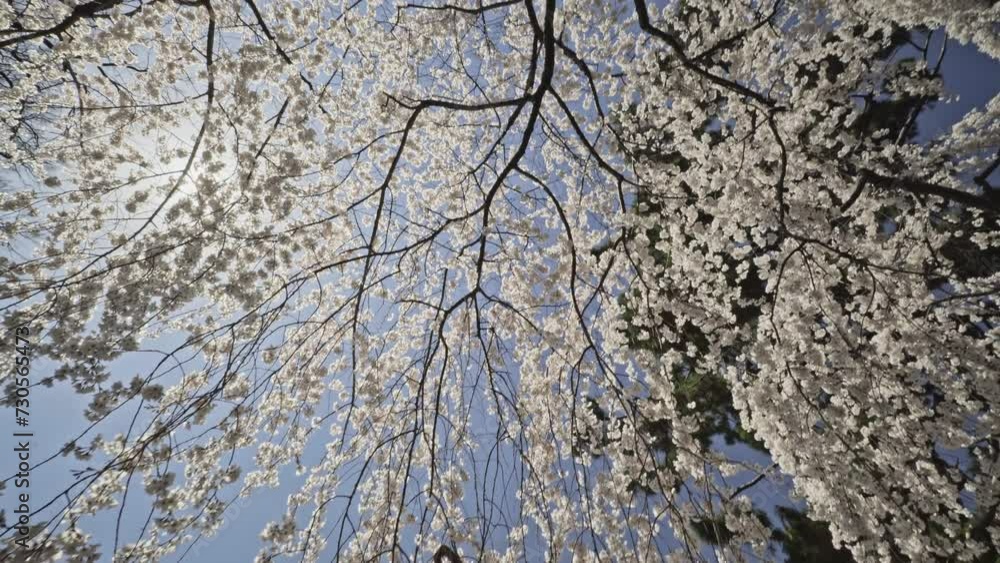 桜 桜