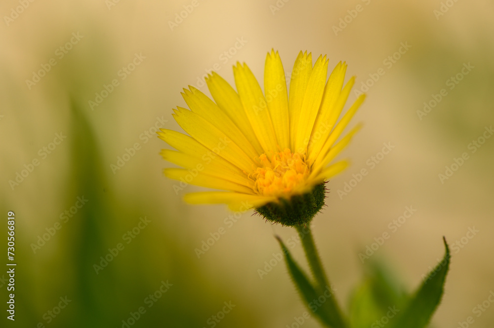 yellow tropical flowers in winter in cyprus 6 yellow tropical flowers in winter in cyprus 6