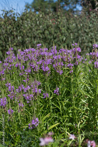 Purple Physostegia flowers, also called Lionshearts or False Dragonheads, bloom in a sunny summer garden, surrounded by greenery and blue skies.