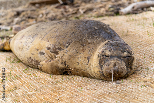Elephant seal sleeping on the beach, Drakes Beach, California