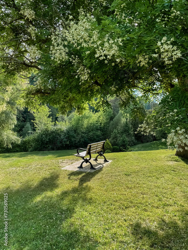 Photography Bench in the park in summer
