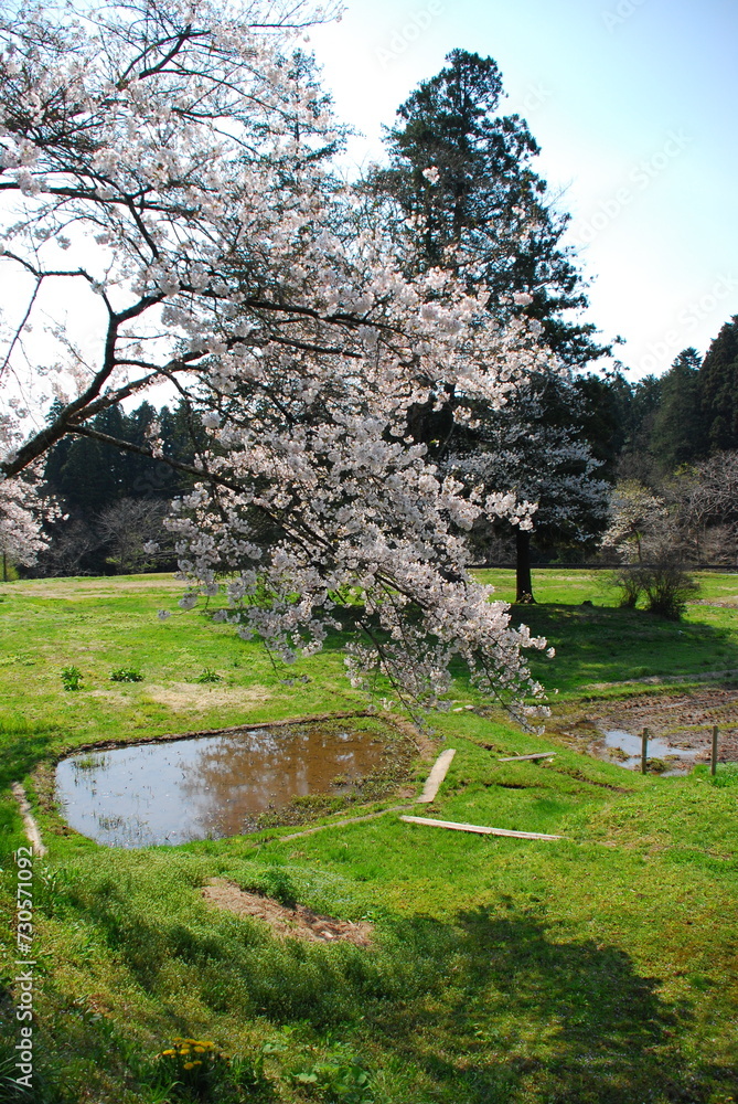 Obraz premium さくら