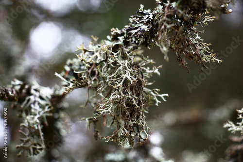 Fragment of a dry branch of a tree, covered with a lichen of silvery color. Interesting lichen, original form. photo