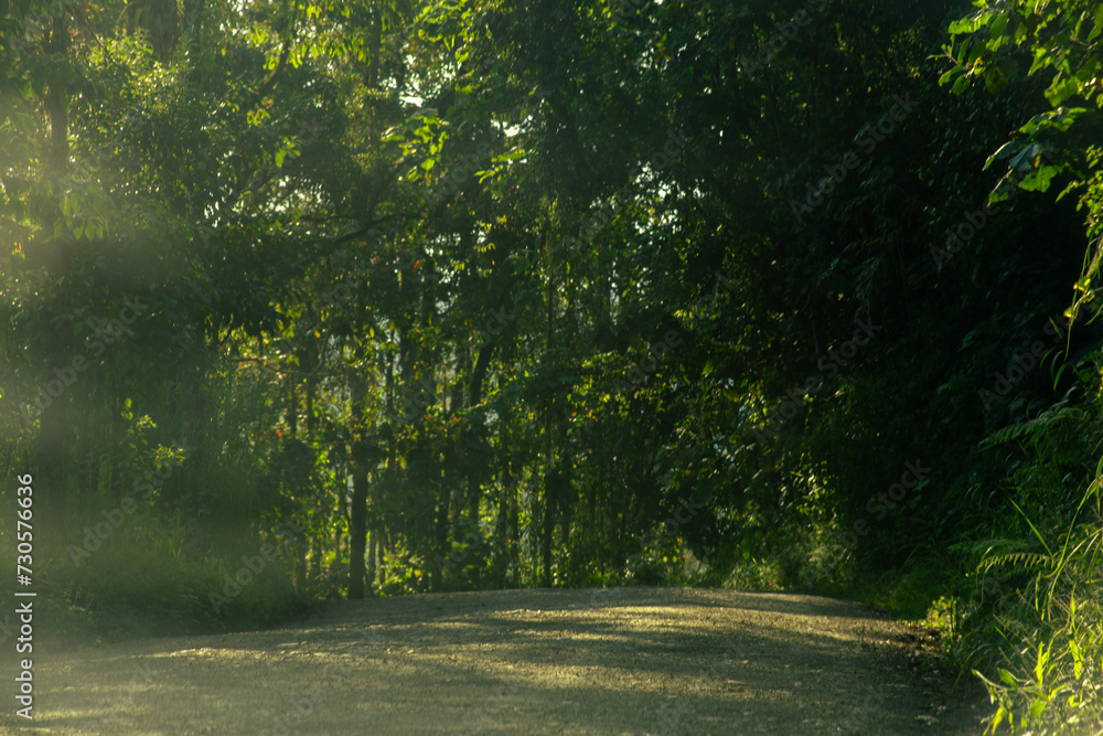 Obraz premium Forest background 