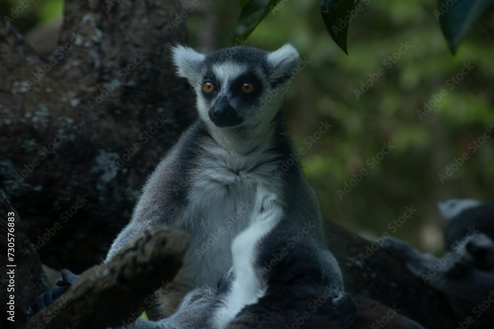 lemur on a tree