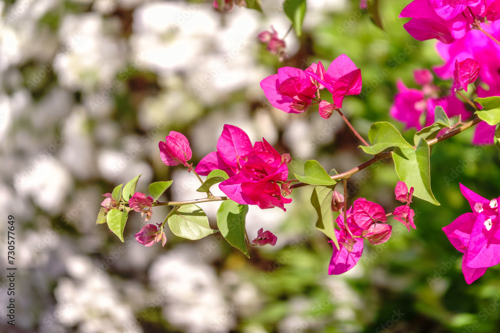 Obraz premium Bougainvillea, Paper flower Bougainvillea hybrida soft focus with blurry background